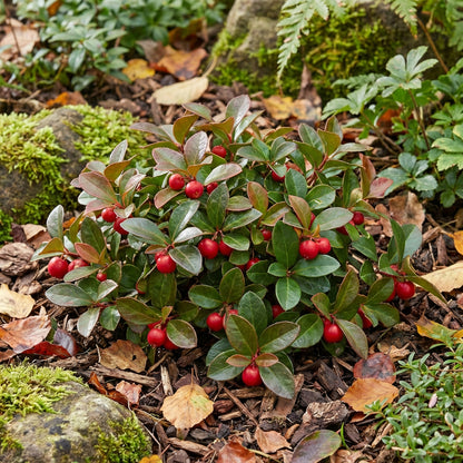 Red Wintergreen Fruit Seeds (Gaultheria procumbens) – Hardy Evergreen Berry Plant for Garden Planting