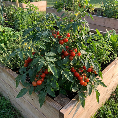 Phoenix Hybrid Tomato Seeds for Planting – High Yield Garden Variety