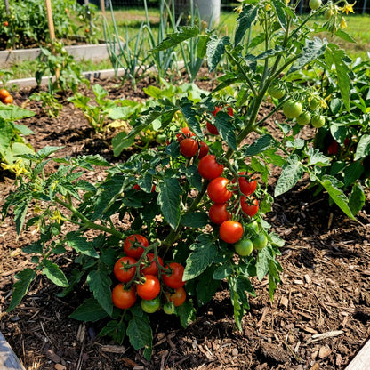 Phoenix Hybrid Tomato Seeds for Planting – High Yield Garden Variety