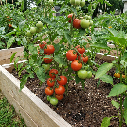 Phoenix Hybrid Tomato Seeds for Planting – Heirloom, Non-GMO, Organic Garden Seeds with High Germination