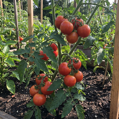 Phoenix Hybrid Tomato Seeds for Planting – Heirloom, Non-GMO, Organic Garden Seeds with High Germination