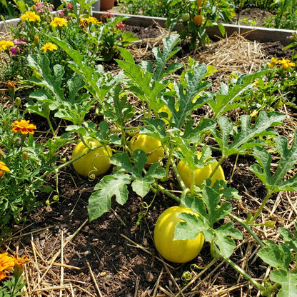 Yellow Watermelon Seeds (Citrullus lanatus) – Golden Flesh Fruit for Garden Growing