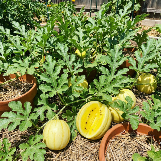 Yellow Watermelon Fruit Seeds for Planting – Heirloom Non-GMO, High Germination Organic Garden Seeds