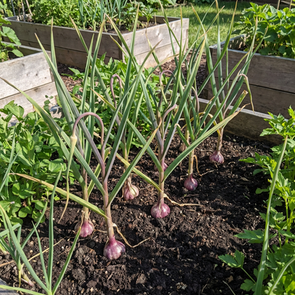Black Garlic Seeds for Planting (Allium sativum) Multi-Colour Heirloom Variety