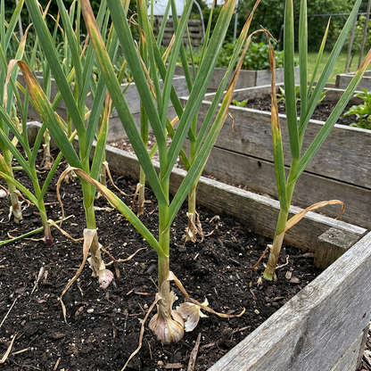 Black Garlic Seeds for Planting (Allium sativum) Multi-Colour Heirloom Variety