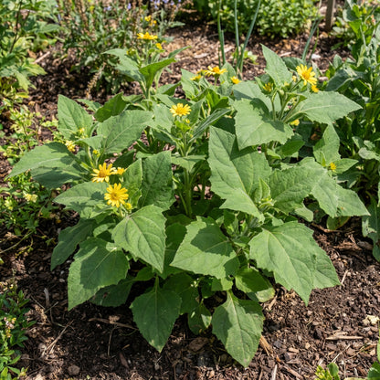 Yacon Vegetable Seeds (Smallanthus sonchifolius) – Heirloom Root Crop Seeds for Home Garden Planting
