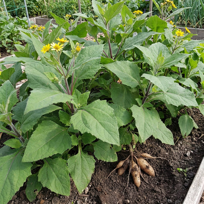 Yacon Vegetable Seeds (Smallanthus sonchifolius) – Heirloom Root Crop Seeds for Home Garden Planting