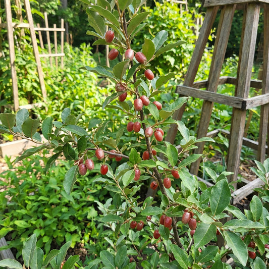Goumi Berry Fruit Seeds | Heirloom Garden Shrub for Backyard Growing
