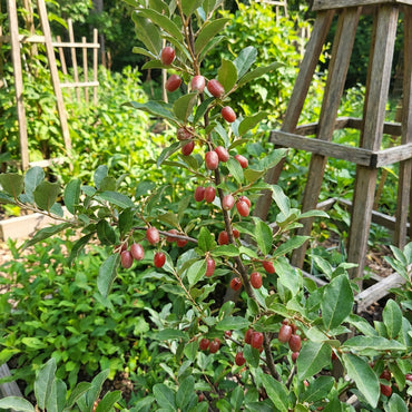 Goumi Berry Fruit Seeds (Elaeagnus multiflora) | Hardy Fruit Shrub Seeds