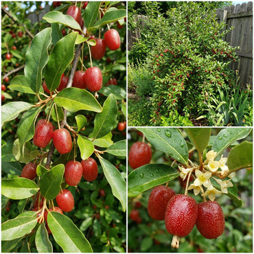 Goumi Berry Fruit Seeds | Heirloom Garden Shrub for Backyard Growing