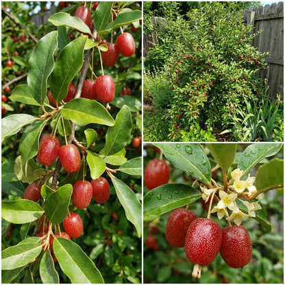 Goumi Berry Fruit Seeds | Heirloom Garden Shrub for Backyard Growing