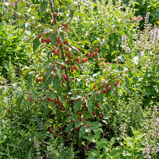 Goumi Berry Fruit Seeds (Elaeagnus multiflora) | Hardy Fruit Shrub Seeds