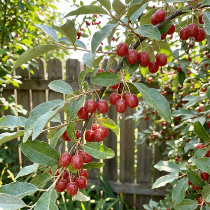 GOUMI Berry Fruit Seeds for Planting – Heirloom Non-GMO, High Germination Organic Garden Seeds