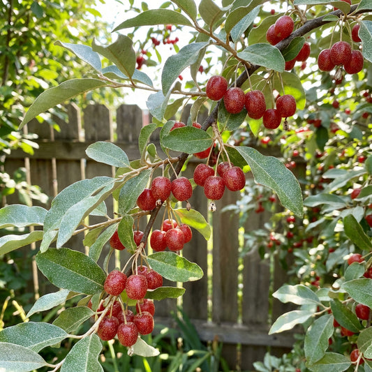 GOUMI Berry Fruit Seeds for Planting – Heirloom Non-GMO, High Germination Organic Garden Seeds