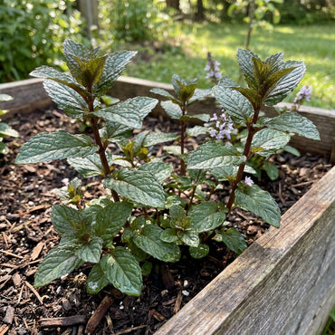 Graines d'Herbe Menthe Chocolat (Mentha × piperita ‘Chocolat’) – Menthe Vivace Résistante pour Jardinage Domestique
