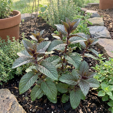 Graines de Menthe au Chocolat pour la Plantation – Herbe Vivace Aromatique pour Jardins Familiaux