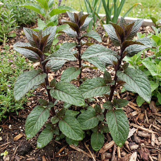 Graines d'Herbe Menthe Chocolat – Variété Ancienne, Non-OGM, Graines de Jardin Biologiques pour la Plantation – Haute Germination