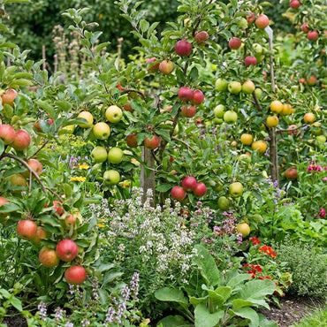 Mixed Apple Fruit Seeds for Planting – Grow a Variety of Sweet Apples, Heirloom & Non-GMO, High Germination Seeds