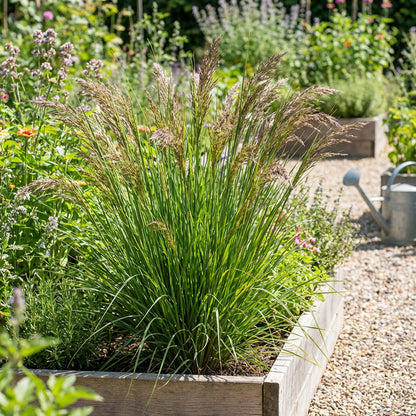 Vetiver Plant Seeds ( Chrysopogon zizanioides ) – Aromatic Perennial Grass