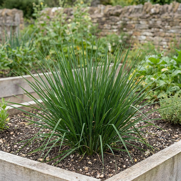 Aromatic Vetiver Grass Seeds for Planting – Deep-Rooted Ornamental Grass