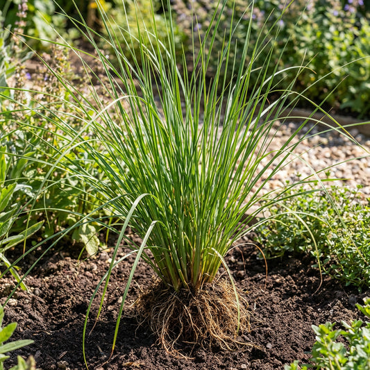 Aromatic Vetiver Grass Seeds for Planting – Deep-Rooted Ornamental Grass