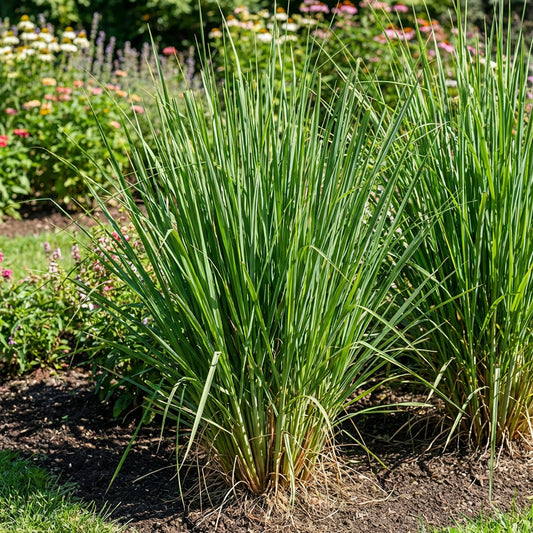 Vetiver Plant Seeds for Planting – Aromatic Grass Seeds for Soil Erosion Control, Fragrance, and Landscaping