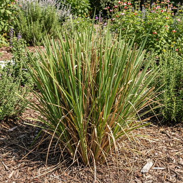 Vetiver Plant Seeds for Planting – Aromatic Grass Seeds for Soil Erosion Control, Fragrance, and Landscaping