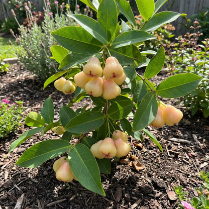 rose apple tree seeds Rose Apple Fruit Seeds – Heirloom Non-GMO, High Germination Seeds for – Pure Asia Seeds
