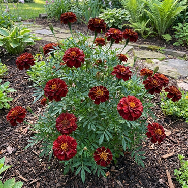 Dark Red Marigold ( Tagetes erecta ) Flower Seeds for Planting