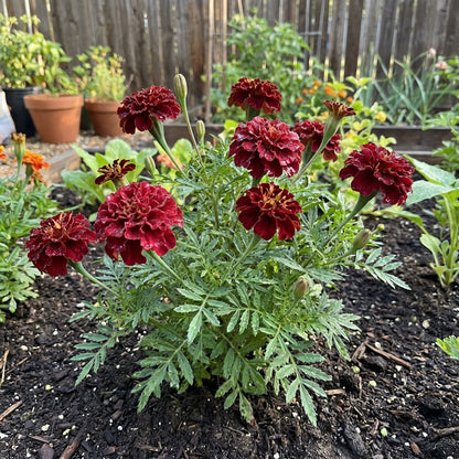 green marigold seeds Dark Red Marigold Flower Seeds for Planting – Heirloom Garden Variety – Pure Asia Seeds