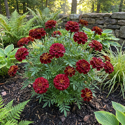 Dunkelrote Ringelblumensamen zum Pflanzen – Erbstück, Nicht-GVO, Biologische Gartensamen mit Hoher Keimfähigkeit