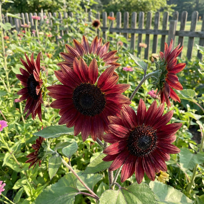 Moulin Rouge Sunflower Seeds for Planting