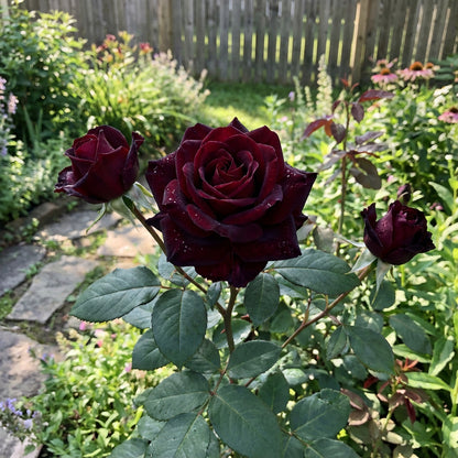 Premium Black Red Rose Flower Seeds  Perfect for Planting