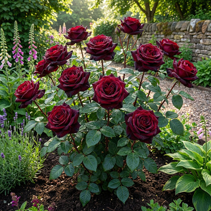 Premium Black Red Rose Flower Seeds  Perfect for Planting