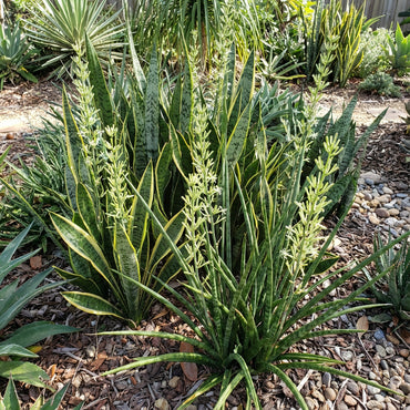 Mixed Sansevieria Seeds for Planting