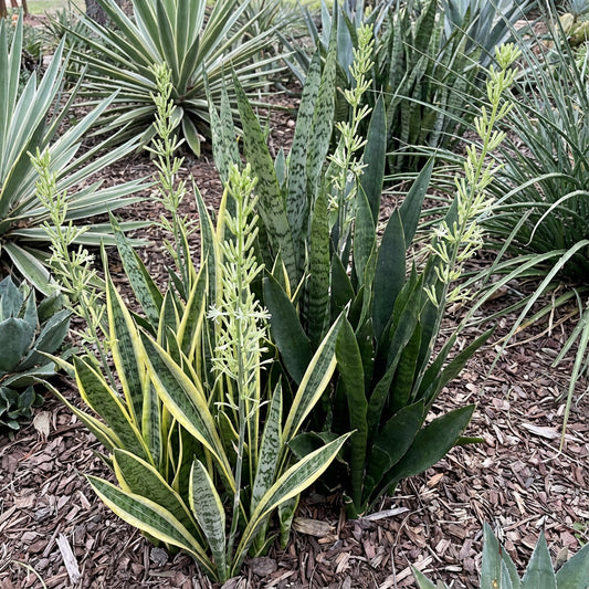 Mixed Sansevieria Seeds for Planting