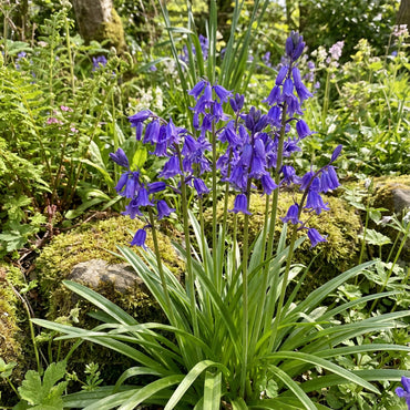 Blue Bell Flower Planting Seeds Available