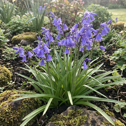 Blue Bell Flower Planting Seeds Available