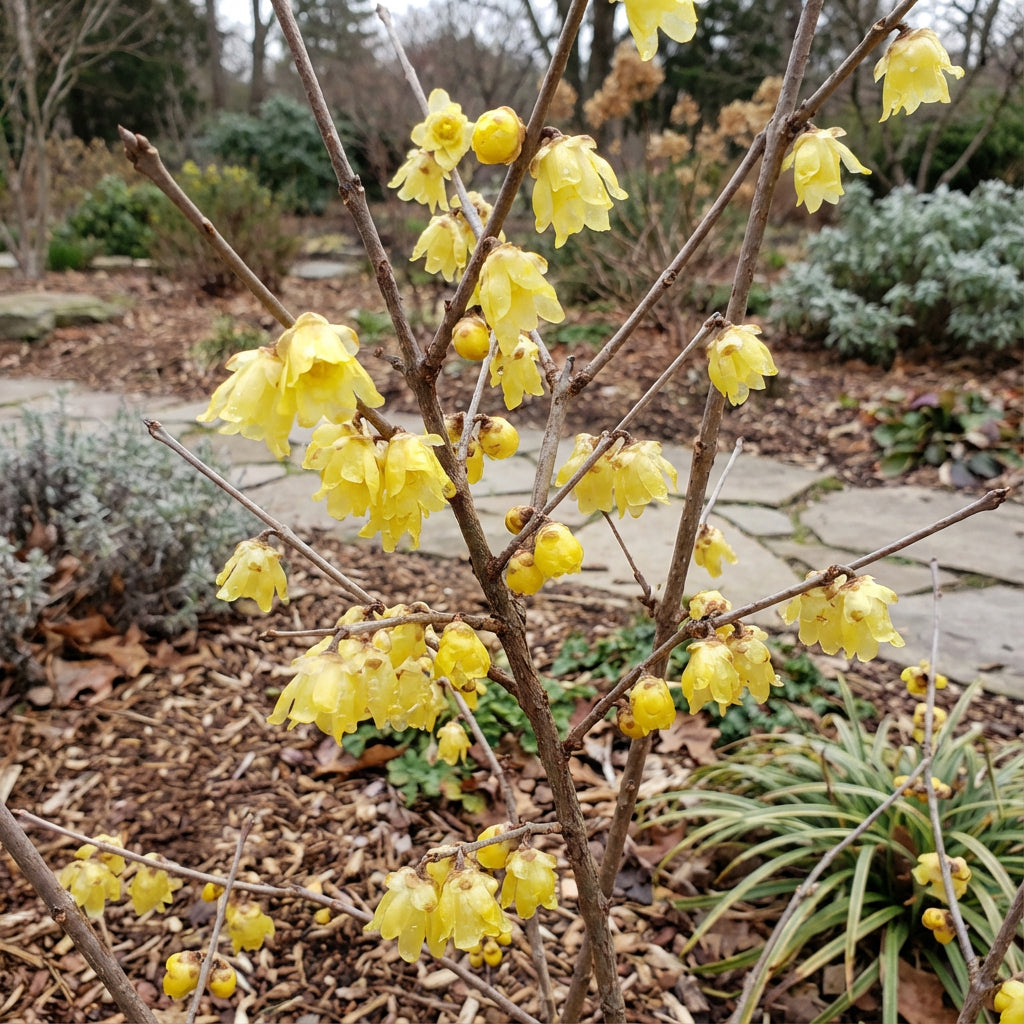 Yellow Chimonanthus Praecox Flower Seeds for Planting  Seed for Fragrant