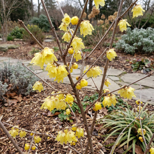 Yellow Chimonanthus Praecox Flower Seeds for Planting  Seed for Fragrant