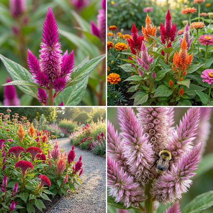Celosia Argentea Seeds for Planting