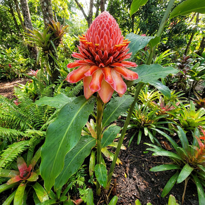 Rainbow Torch Ginger Planting Seeds for Vibrant Blooms
