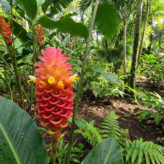 Rainbow Torch Ginger Planting Seeds for Vibrant Blooms