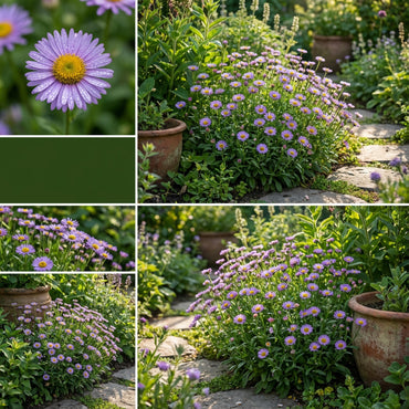 Violet Erigeron Flower Seeds for Easy Planting