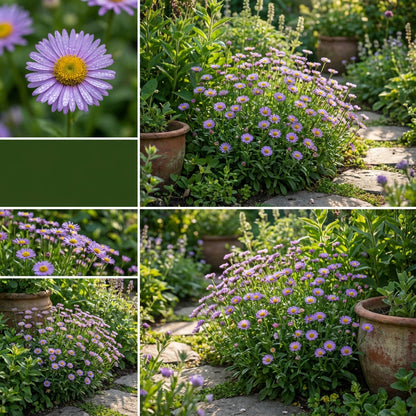 Violet Erigeron Flower Seeds for Easy Planting