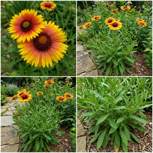 Yellow Orange Aristata Flower Seeds for Planting