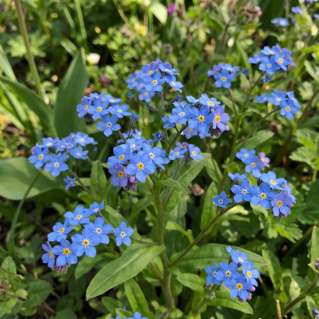 Blue Myosotis Seeds for Planting