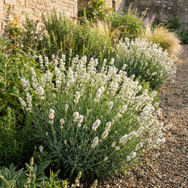 White Lavender Seeds for Planting - Enhance Your Garden with Stunning Flowers