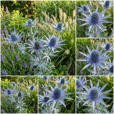 Blue Eryngium Alpinum Plant Planting Seeds
