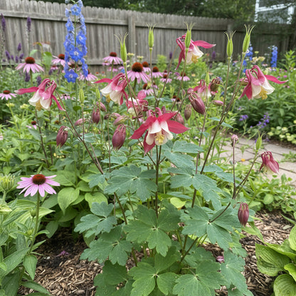 Red White Columbine Flower Seeds Planting